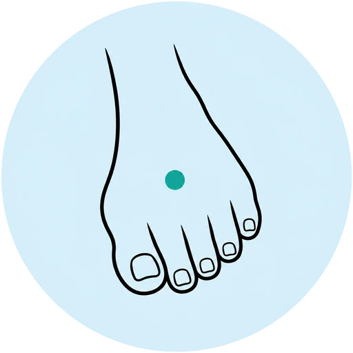 Foot illustration highlighting the forefoot