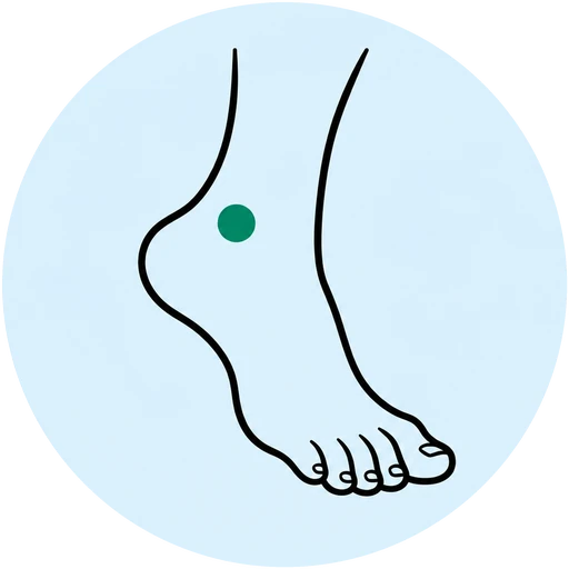 Foot illustration highlighting the heel and ankle